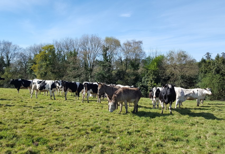 Vacas moOoi felices 
